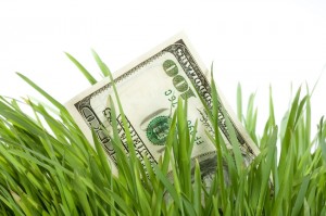 money-in-grass