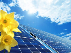 solar-panels-with-flower-in-forefront